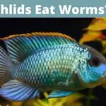 can cichlids eat worms, do cichlids eat worms, feeding cichlids worms