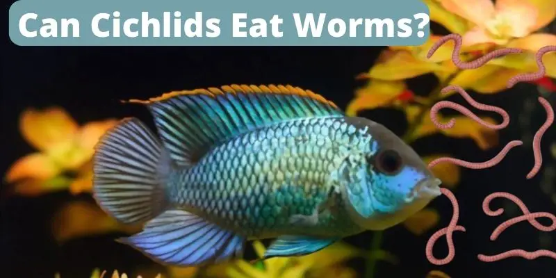 can cichlids eat worms, do cichlids eat worms, feeding cichlids worms