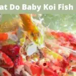 what do baby koi fish eat, foods that baby koi fish eat, feed baby koi fish, baby koi fish diet