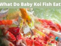 What Do Baby Koi Fish Eat? (Foods & Diet)