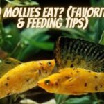 What Do Mollies Eat, molly fish foods, feeding mollies, molly fish diet guide