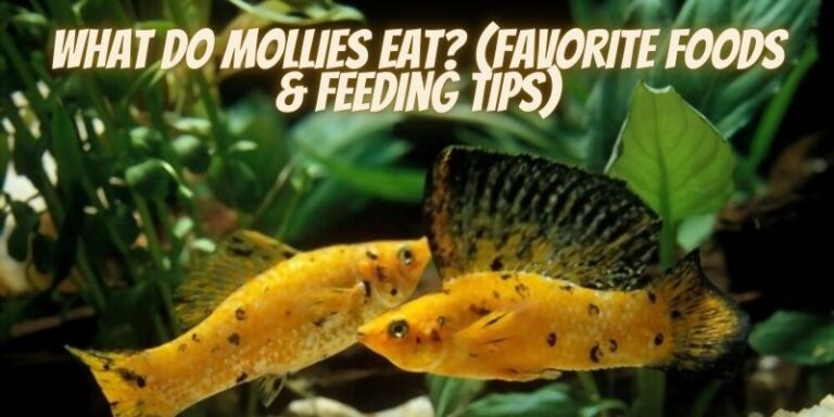 What Do Mollies Eat? (Favorite Foods & Feeding)