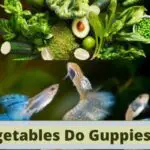 What Vegetables Do Guppies Eat, vegetables that guppies eat, what veggies to feed guppies, what vegetables can guppy fish eat