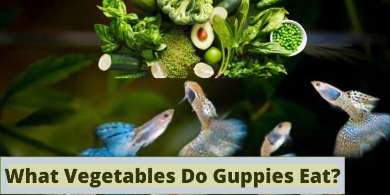What Vegetables Do Guppies Eat? (Favorite Veggies)