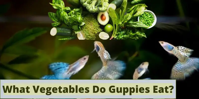 What Vegetables Do Guppies Eat, vegetables that guppies eat, what veggies to feed guppies, what vegetables can guppy fish eat