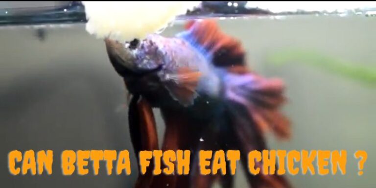 Can Betta Fish Eat Chicken? (Answered!)