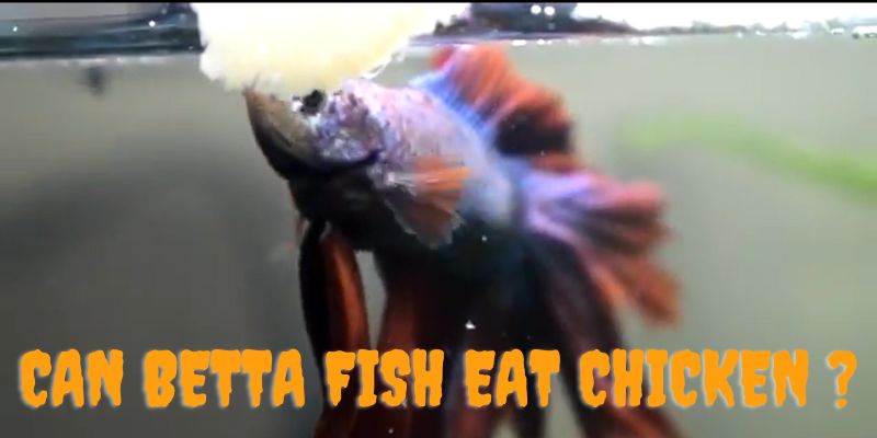 can betta fish eat chicken, do betta fish eat chicken, can bettas eat chicken, can bettas eat raw chicken, can bettas eat chicken eggs