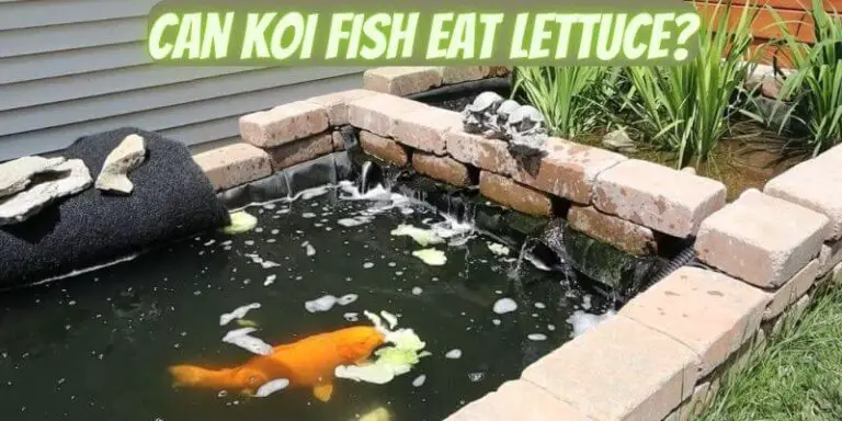 Can Koi Fish Eat Lettuce? (Dangerous or Safe?)