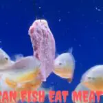 can fish eat meat, do fish eat meat, can fish eat raw meat, can fish eat chicken, can betta fish eat meat, can oscar fish eat meat