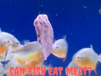 Can Fish Eat Meat? (Answered!)