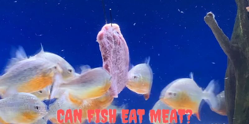 can fish eat meat, do fish eat meat, can fish eat raw meat, can fish eat chicken, can betta fish eat meat, can oscar fish eat meat