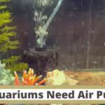 do aquariums need air pumps, aquariums air pumps, use of air pumps in the aquarium, do small fish tank need air pumps