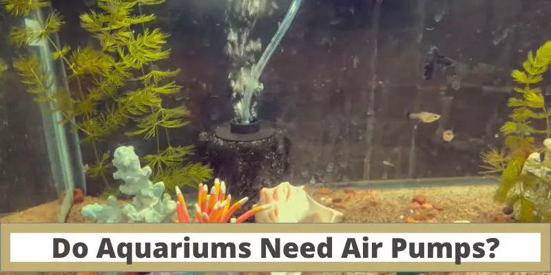 do aquariums need air pumps, aquariums air pumps, use of air pumps in the aquarium, do small fish tank need air pumps
