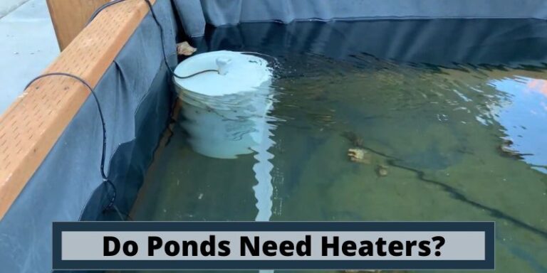 Do Ponds Need Heaters, should I heat ponds,