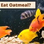 can fish eat oatmeal, do fish eat oatmeal, do fish eat raw oatmeal, can fish eat porridge oats