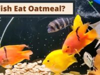 Can Fish Eat Oatmeal? (Dangerous or Safe?)