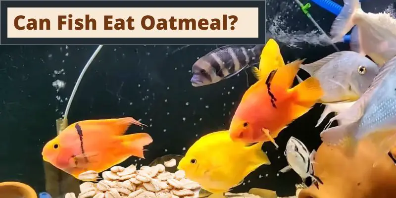 can fish eat oatmeal, do fish eat oatmeal, do fish eat raw oatmeal, can fish eat porridge oats