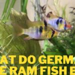 What do german blue ram fish eat, german blue ram fish foods, german blue ram fish diet, feeding german blue ram fish