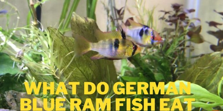 What Do German Blue Rams Eat? (Foods & Feeding Tips)