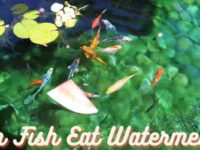 Can Fish Eat Watermelon? (Dangerous or Safe?)