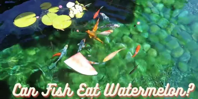 can fish eat watermelon, do fish eat watermelon, can fish eat watermelon rinds, feed fish watermelon