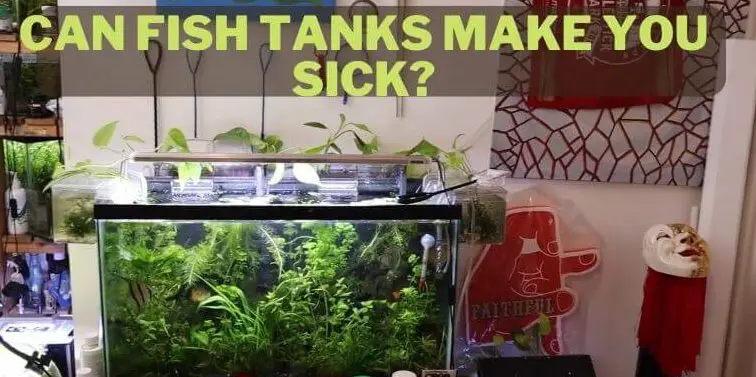 can fish tanks make you sick, do fish tanks make you sick, can aquariums make you sick, is the fish tank safe to keep, can you keep fish tank in the bedroom, can fish tanks cause disease